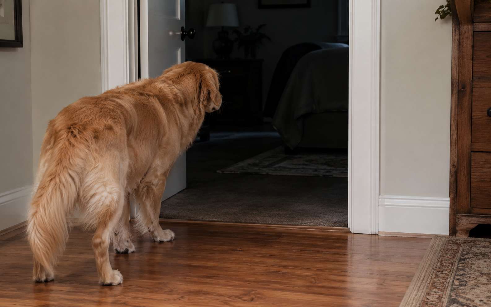 C�o a recusar-se a entrar numa divis�o escura de uma casa, simbolizando a sensibilidade animal a energias densas