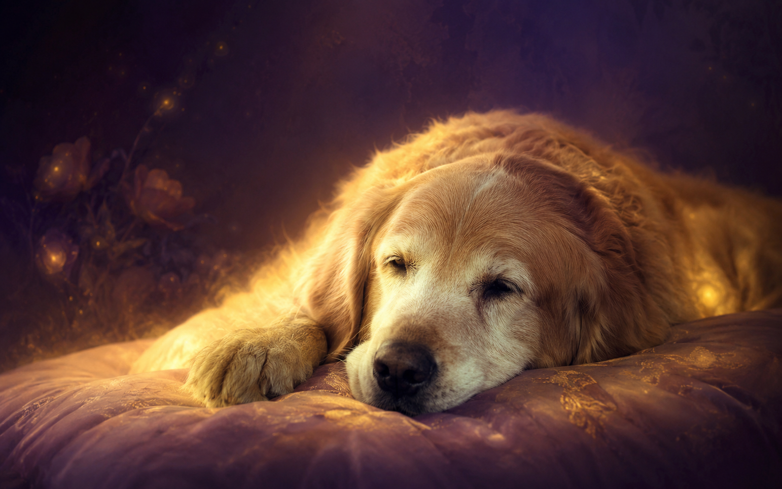 C�o idoso a descansar tranquilamente rodeado por uma luz dourada suave, representando o al�vio proporcionado pelo reiki